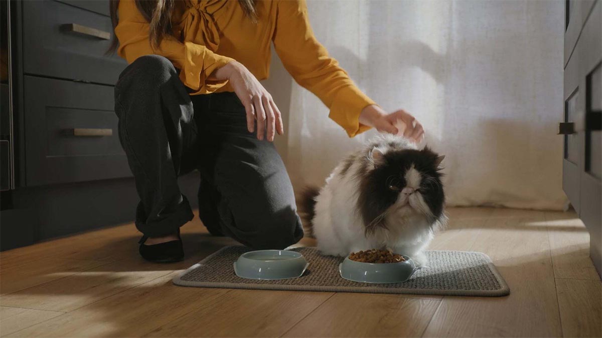 The Cat One